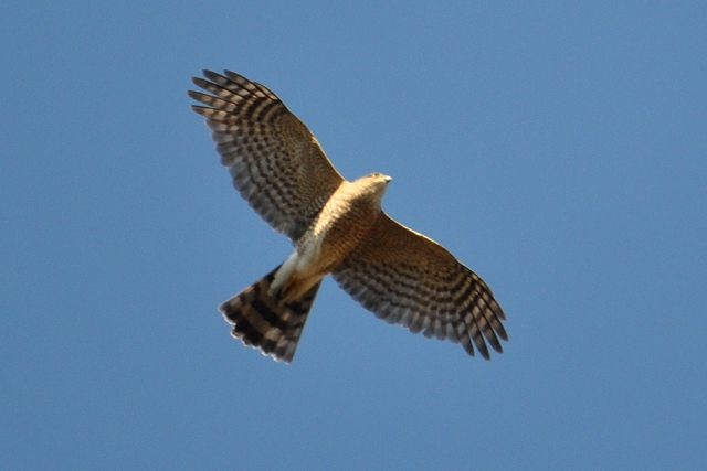 Sharp-shinned Hawk