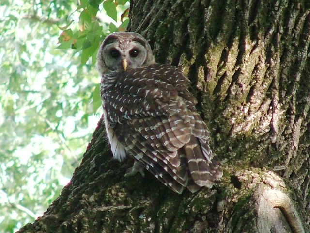 Barred Owl