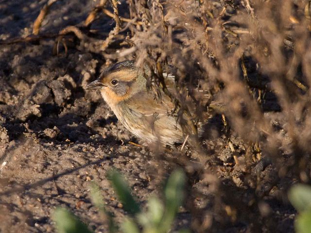 Nelson's Sparrow