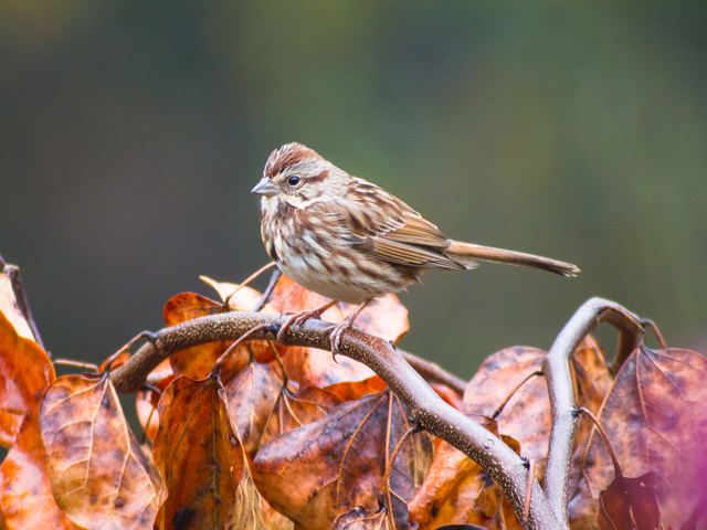 Song Sparrow