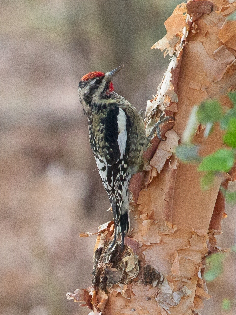 Yellow-bellied Sapsucker