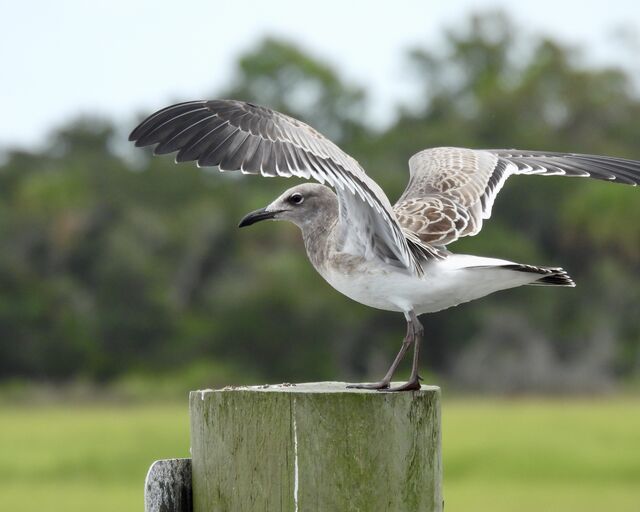 Laughing Gull