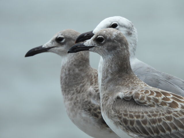 Laughing Gull