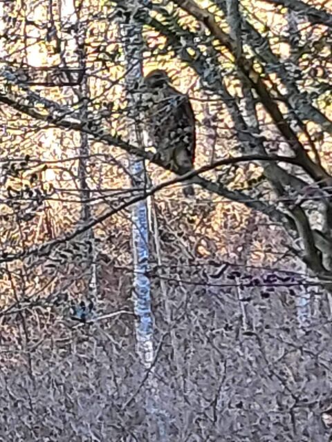 Golden Eagle