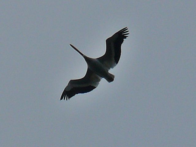 American White Pelican