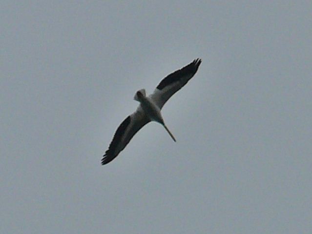 American White Pelican