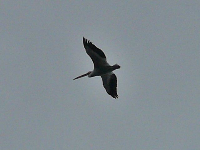 American White Pelican