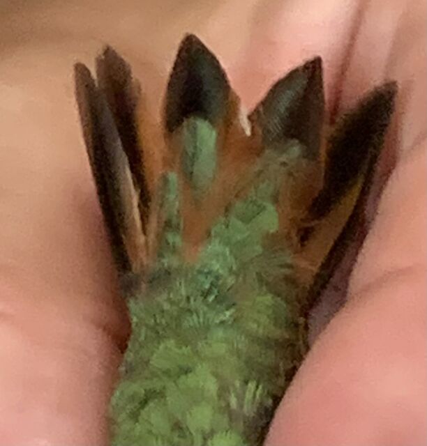 Anna's x Allen's Hummingbird (hybrid)