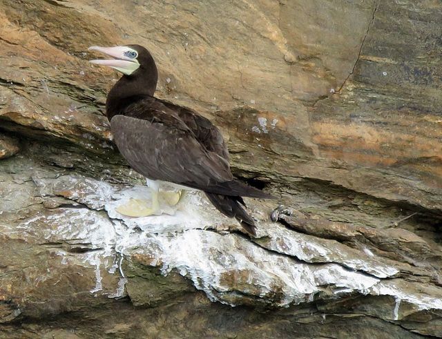 Brown Booby