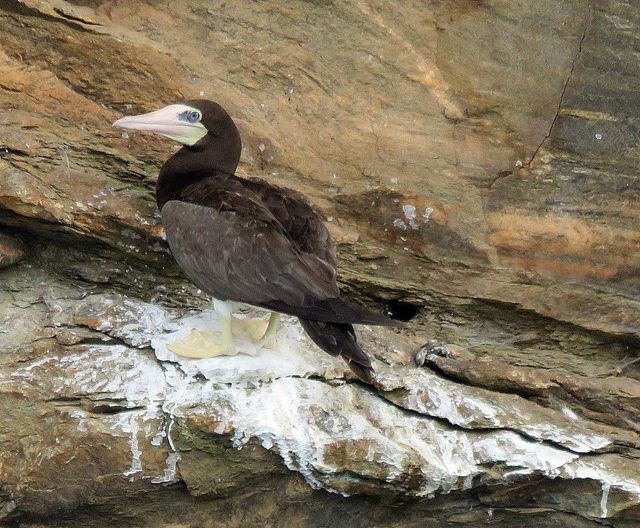 Brown Booby