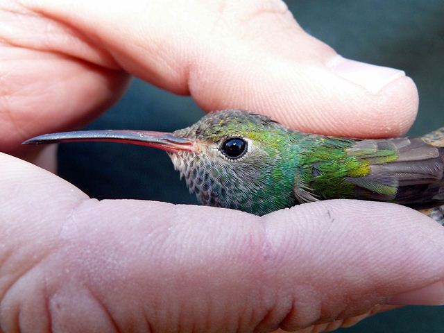 Buff-bellied Hummingbird