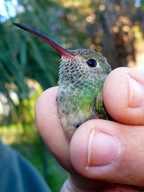 Buff-bellied Hummingbird