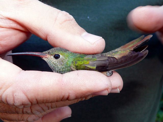 Buff-bellied Hummingbird