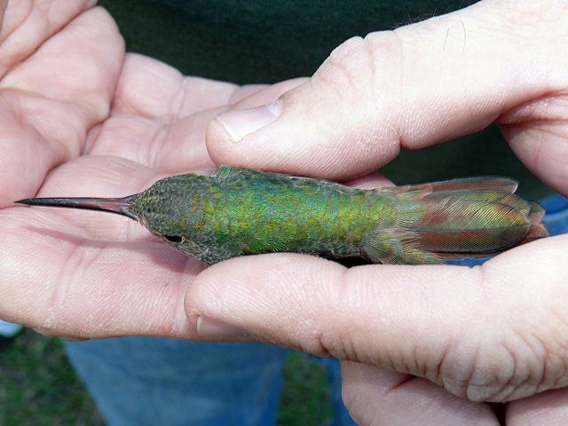 Buff-bellied Hummingbird