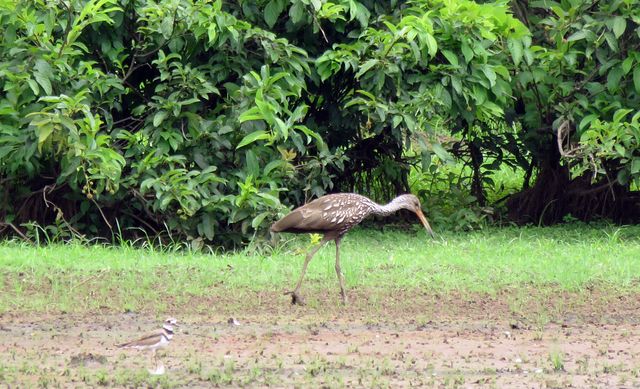 Limpkin