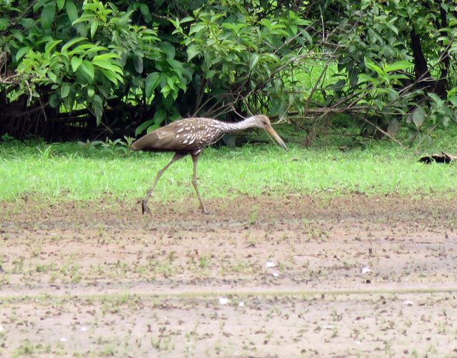 Limpkin