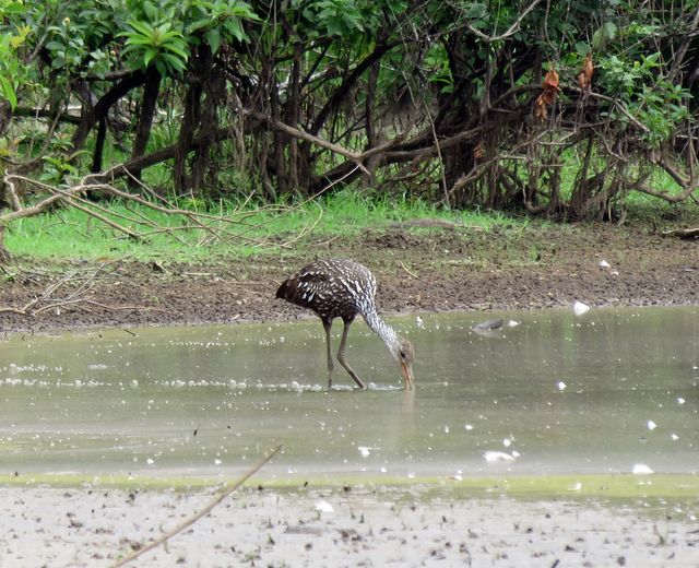 Limpkin