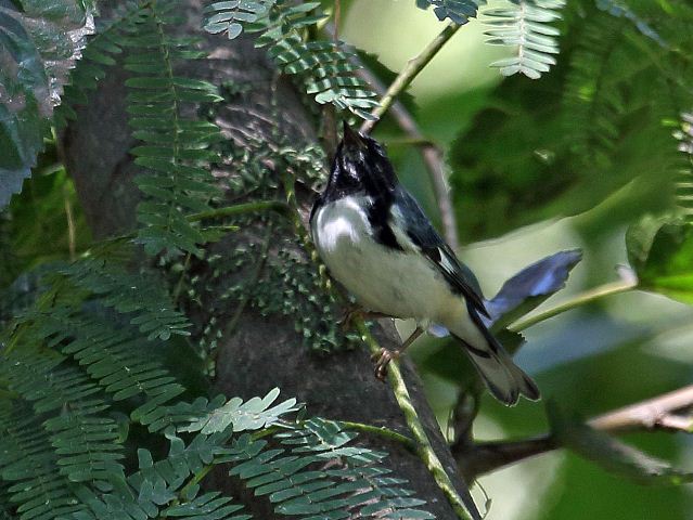 Black-throated Blue Warbler