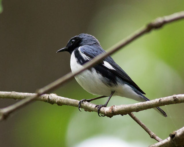 Black-throated Blue Warbler