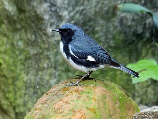 Black-throated Blue Warbler