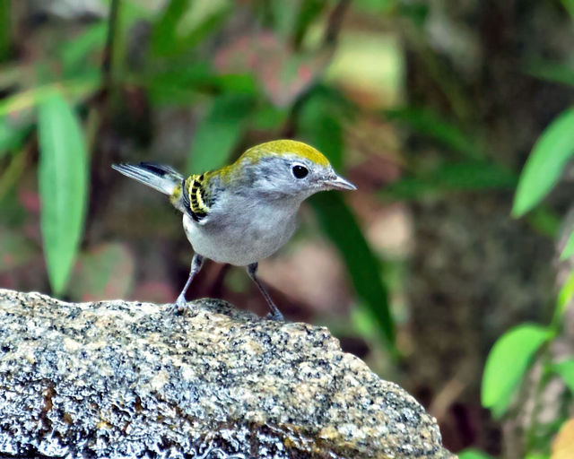 Chestnut-sided Warbler