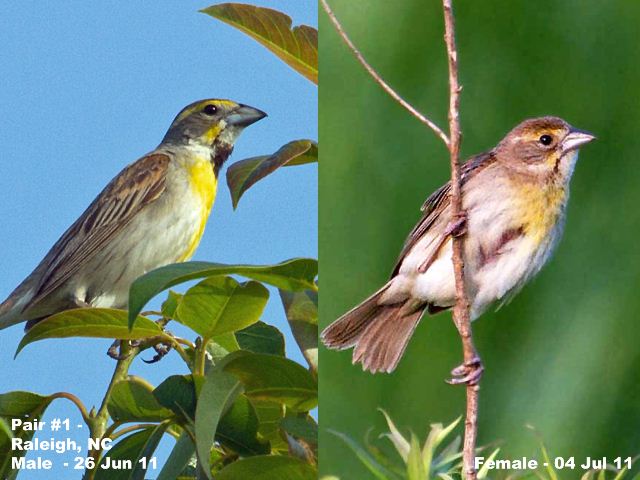 Dickcissels