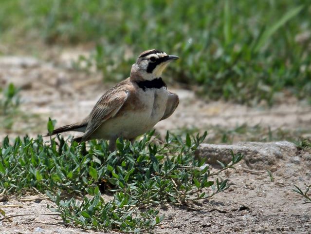 Horned Lark