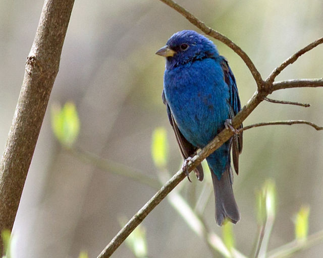 Indigo Bunting