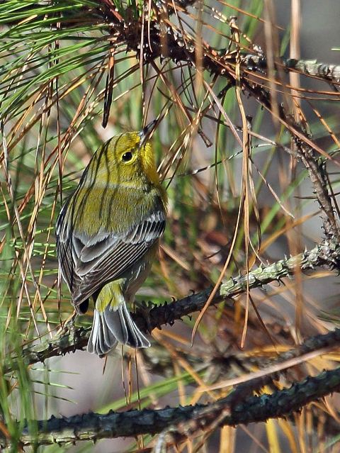 Pine Warbler