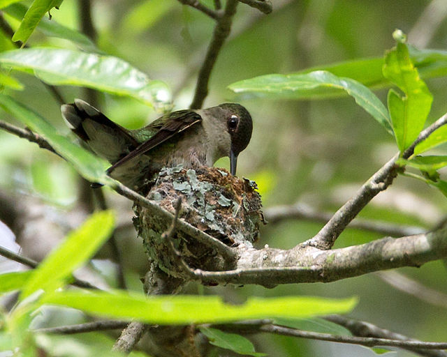 Ruby-throated Hummingbird