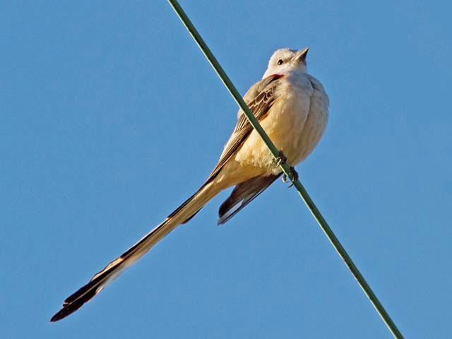 Scissor-tailed Flycatcher