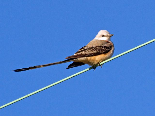 Scissor-tailed Flycatcher