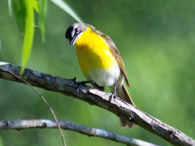 Yellow-breasted Chat by Paula Page
