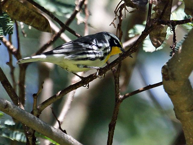 Yellow-throated Warbler