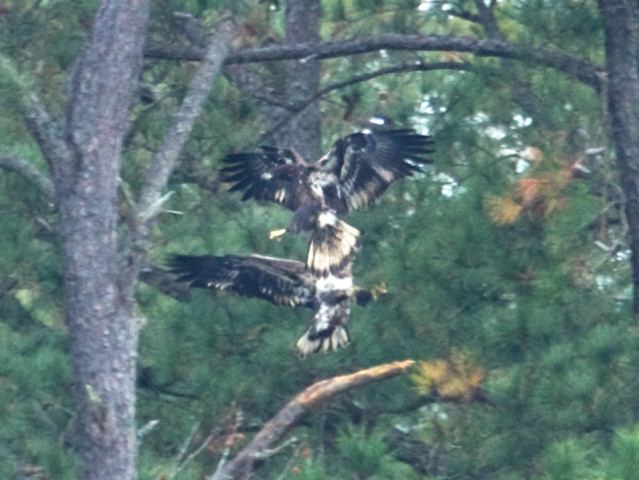 Bald Eagles