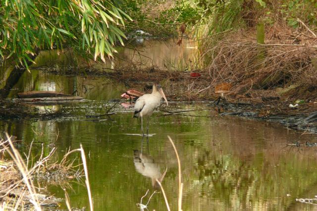 Wood Stork