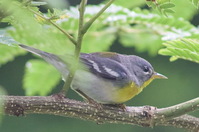 Northern Parula