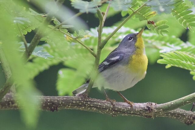 Northern Parula