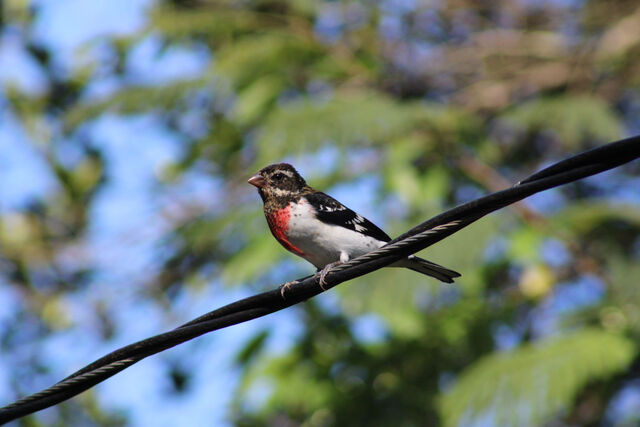 Rose-breasted Grosbeak