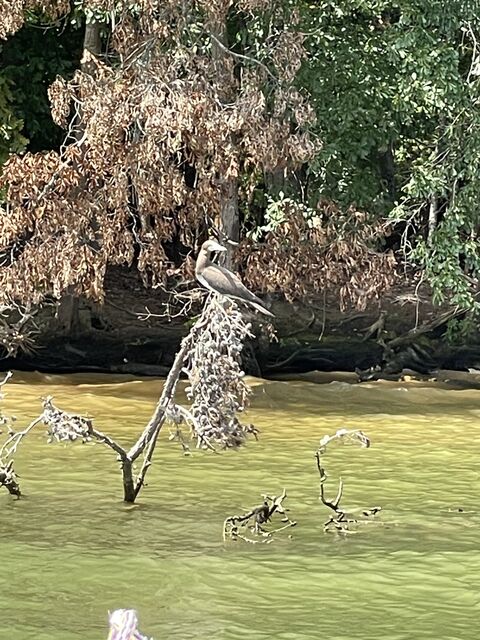 Brown Booby