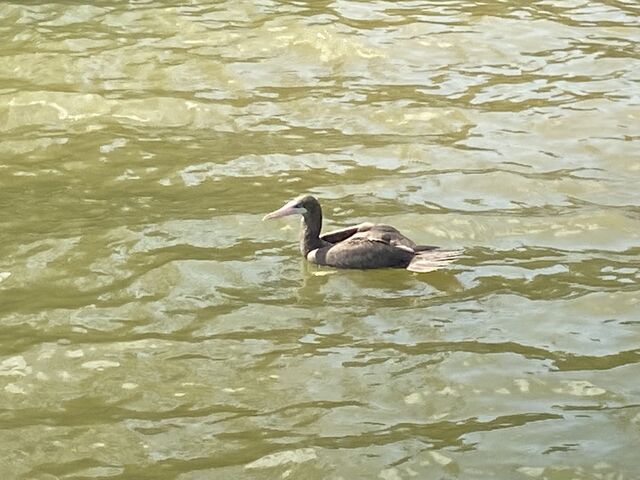 Brown Booby