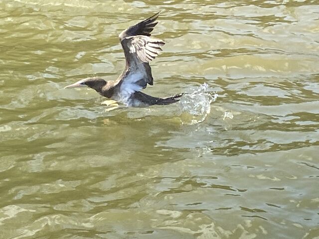 Brown Booby