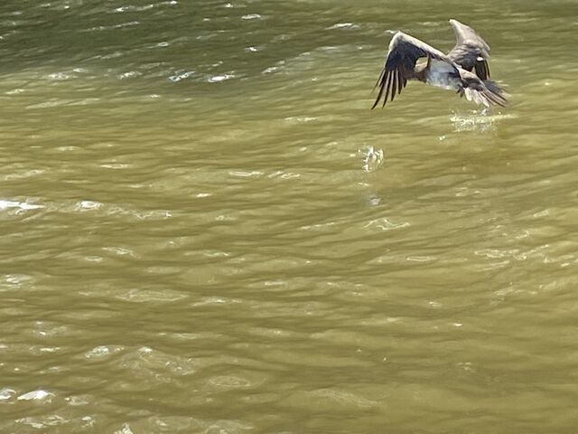 Brown Booby