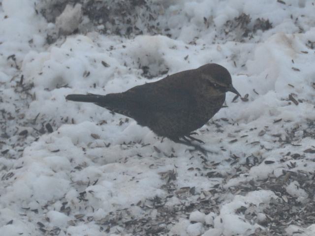 Rusty Blackbird