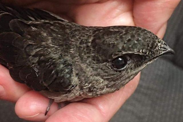 Chimney Swift