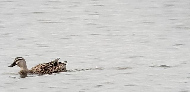 Garganey