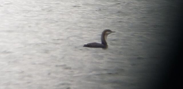 Pacific Loon