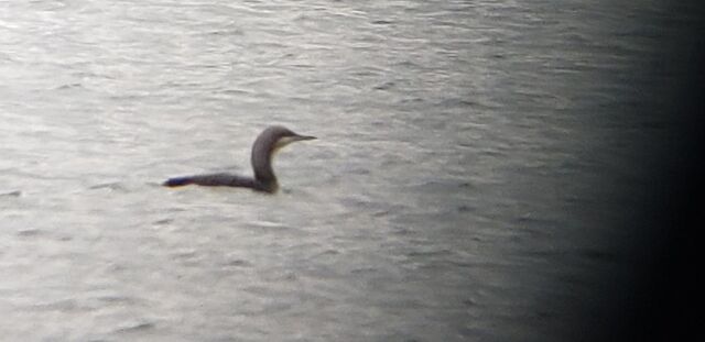 Pacific Loon