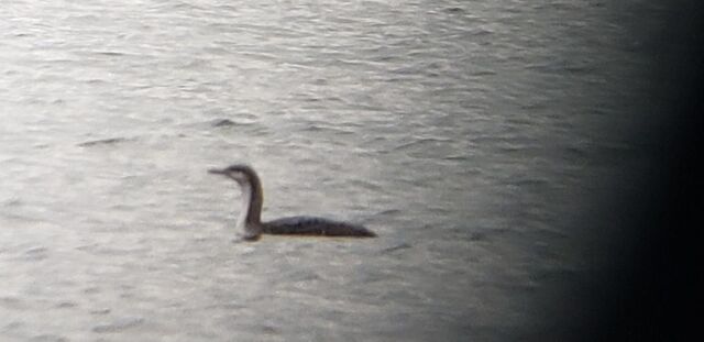 Pacific Loon