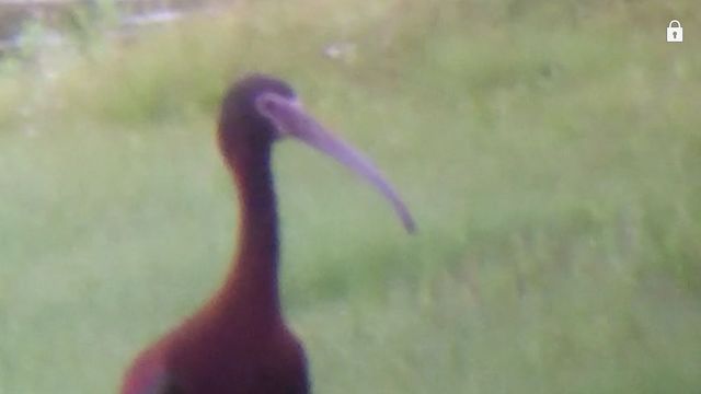 White-faced Ibis